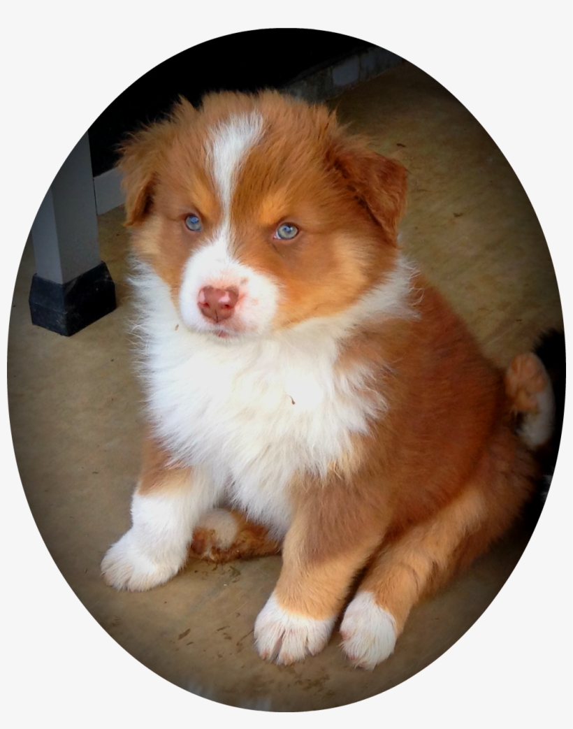 Blue Merle Aussies, Australian Shepherd, Aussies, Puppy, - Australian Shepherd Red Puppy, transparent png #4150674