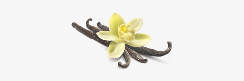 Vanilla Flower Closeup - Vanilla Bean Flower Png, transparent png #4150700