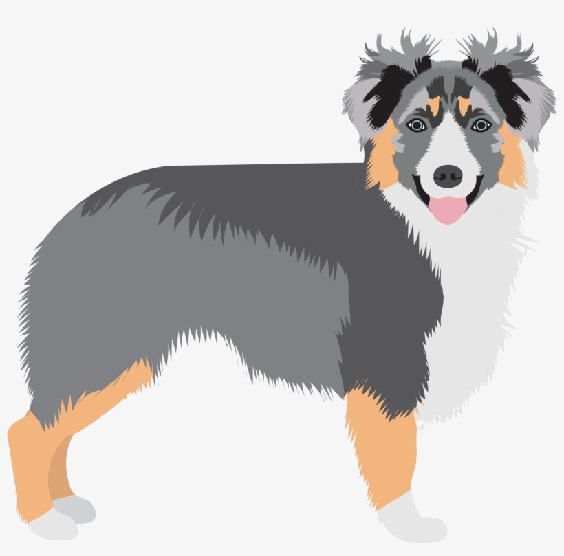 Share This - - English Shepherd, transparent png #4150803
