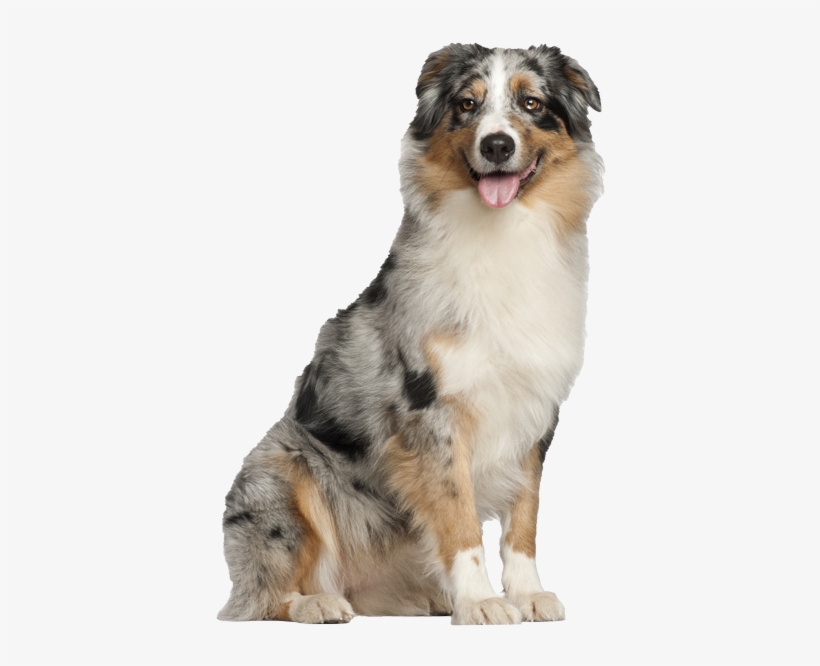 Australian Shepherd Pricing - Australian Shepherd Puppy, transparent png #4150826