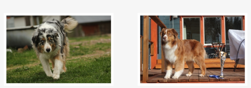 Picture - Australian Shepherd, transparent png #4150850