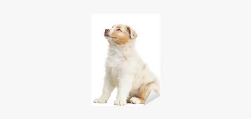 Side View Of An Australian Shepherd Puppy, 8 Weeks - Dog, transparent png #4150905