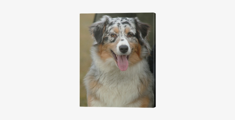 Australian Shepherd, transparent png #4151118