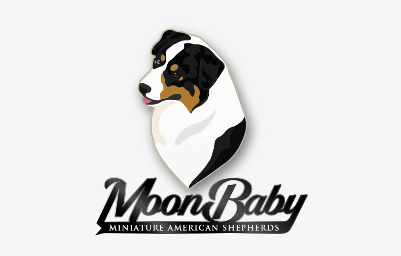 Mini American & Australian Shepherds - Bernese Mountain Dog, transparent png #4151175
