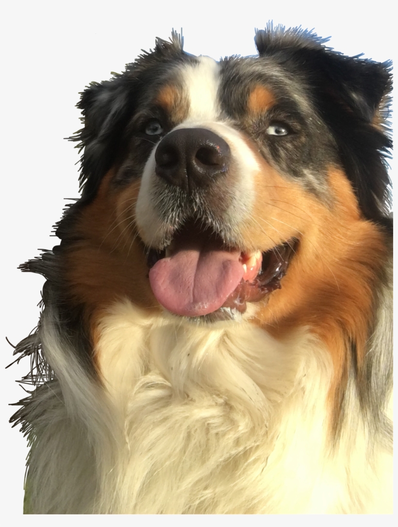 Report Abuse - Australian Shepherd, transparent png #4151197