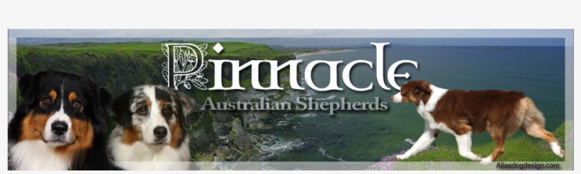 Pinnacle Australian Shepherds - Home, transparent png #4151228