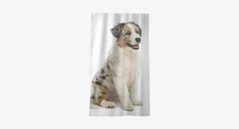 Australian Shepherd Puppy, 3 Months Old, Sitting Sheer - Australian Shepherd 3 Months, transparent png #4151246