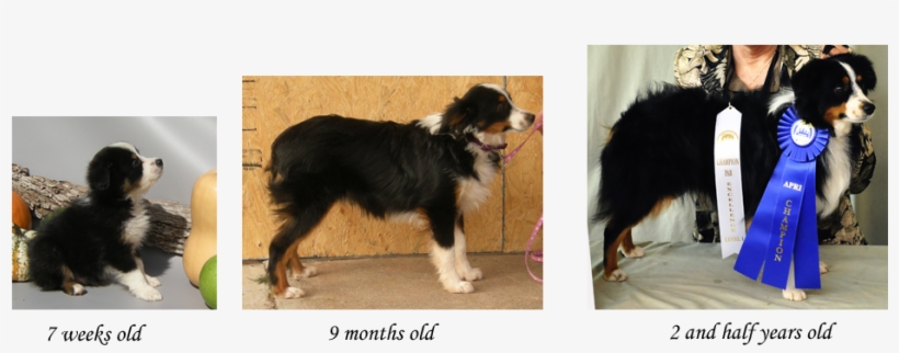 Growth Stages Of The Toy Aussie - Australian Shepherd Puppy Growth, transparent png #4151368