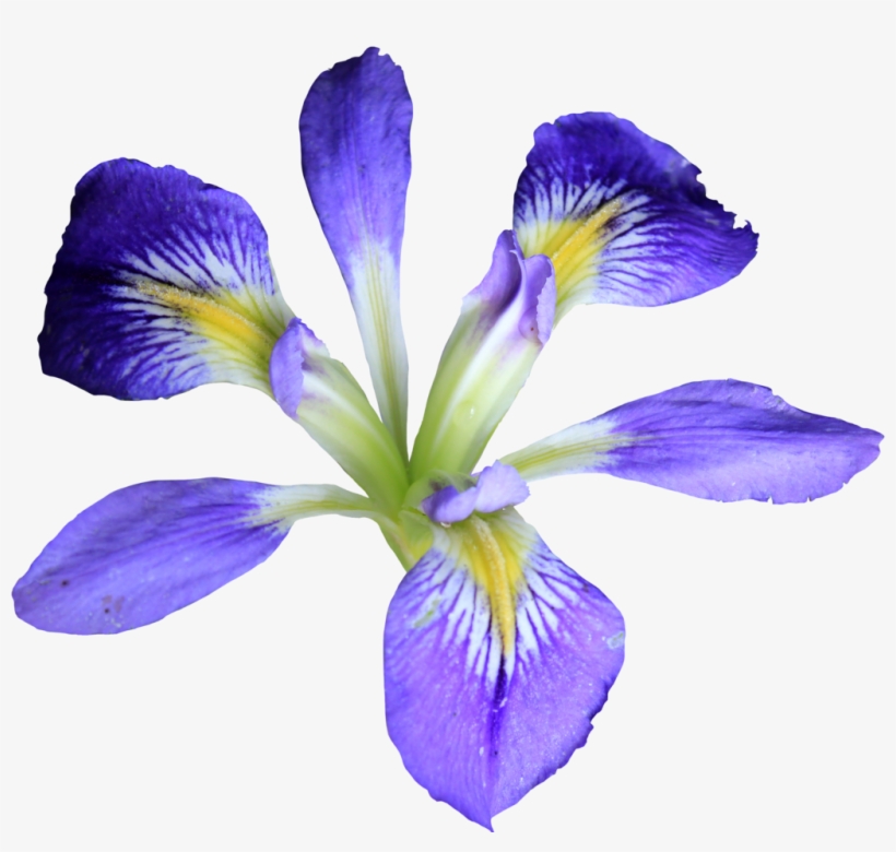 Com Petite Purple Iris Png By Thy Darkest Hour - Iris Transparent Background Png, transparent png #4152233