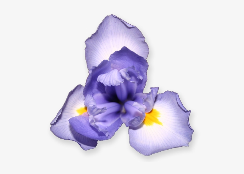 Purple Iris - Scorpion Grasses, transparent png #4152255