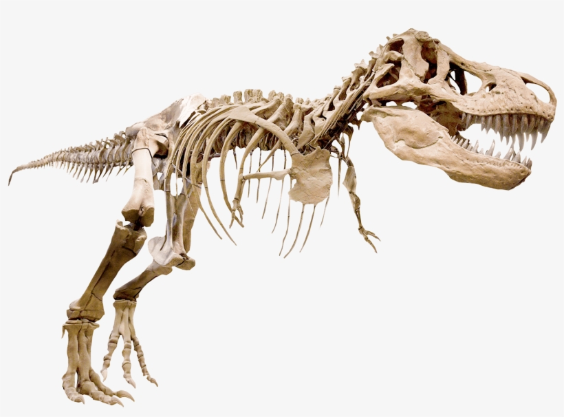 Skelett Av T-rex - Dinosaur, transparent png #4152278