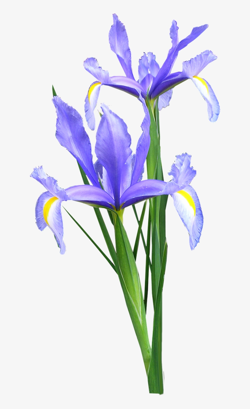 Iris Dutch Flowers - Bunga Iris Png, transparent png #4152443