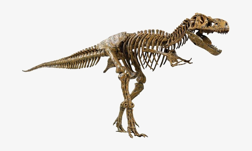 Know What That Something Is - T Rex Dinosaurs Skeleton, transparent png #4152579