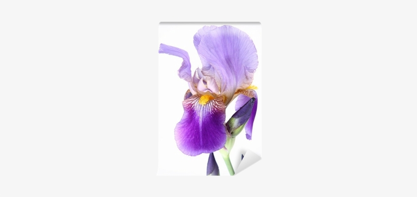 Purple Iris Flower On White Background Wall Mural • - Irises, transparent png #4152597