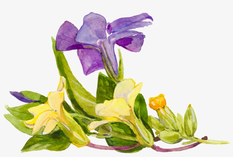 Purple Cartoon Trumpet Flower Watercolor Transparent - Watercolor Painting, transparent png #4152621