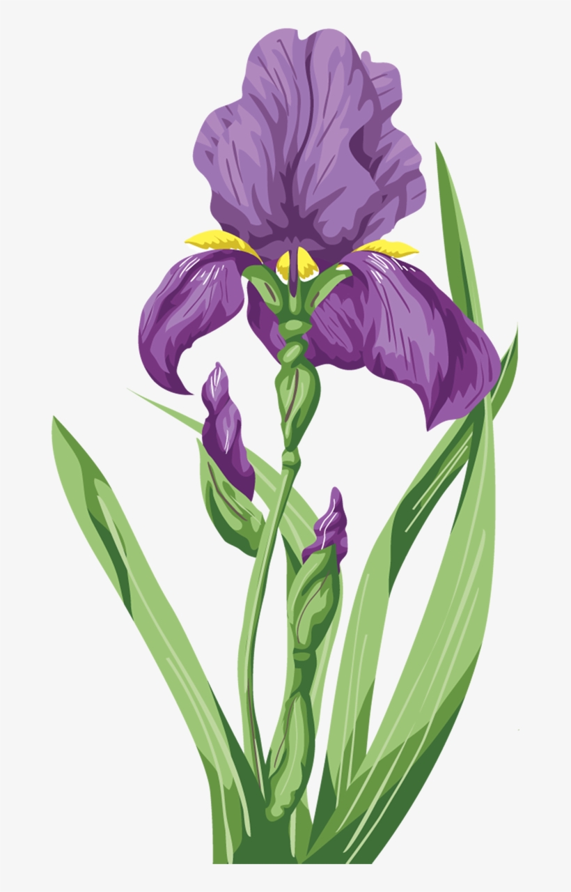 Clipart Resolution 673*1200 - Purple Iris Png, transparent png #4152659