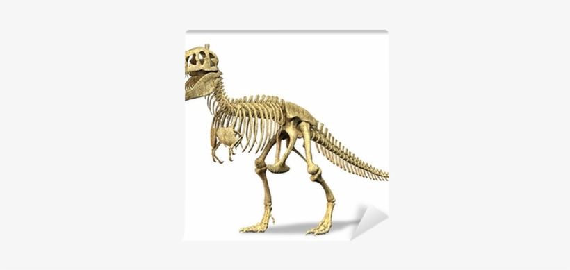On White Background - T Rex Dinosaur Bones, transparent png #4152726