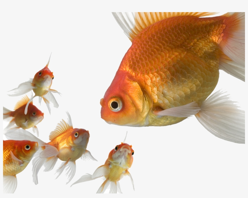 Transparent Gold Fish - 3d Gold Fish, transparent png #4157803
