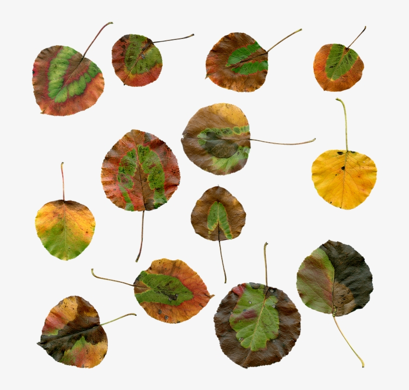 The Study Of Nature Is A Large, If Not The Only, Part - Autumn, transparent png #4159011