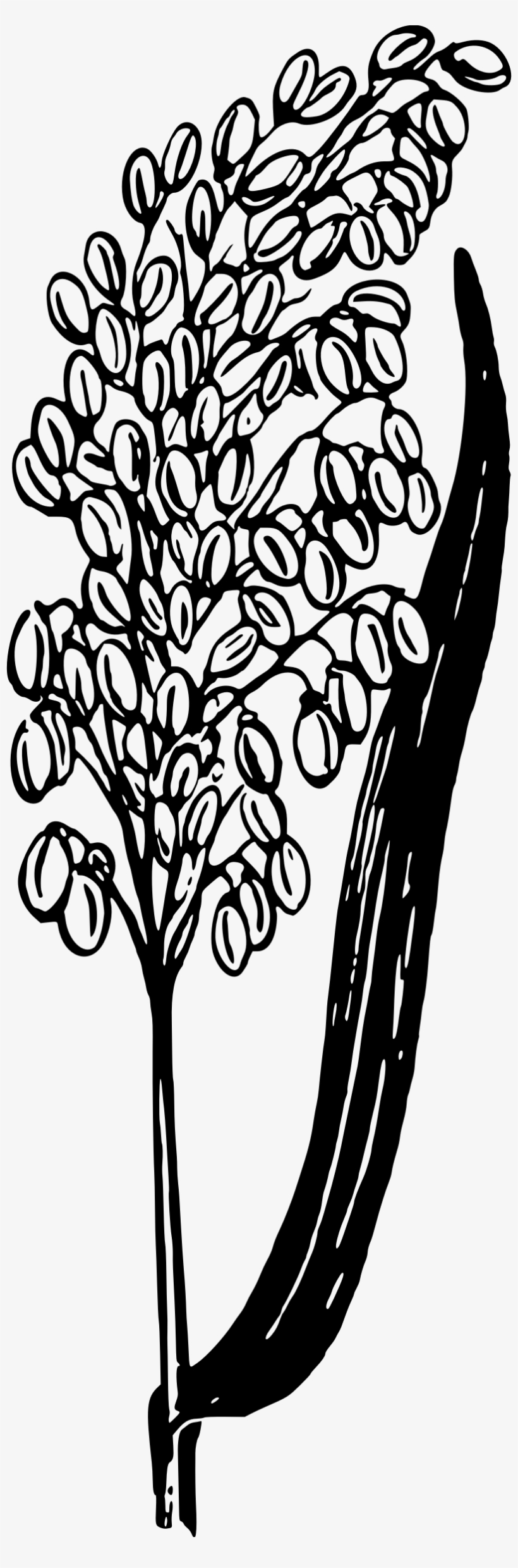 This Free Icons Png Design Of Rice Plant, transparent png #4159370
