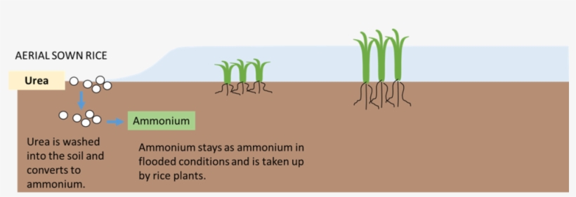 Picture3 - Portable Network Graphics, transparent png #4159458