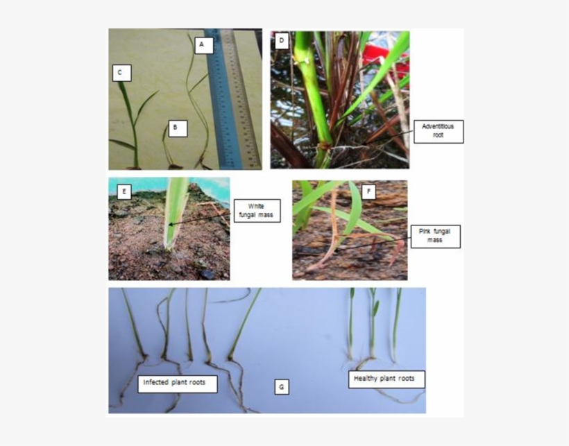 Different Types Of Symptoms Observed In Bakanae Infected - Bakanae, transparent png #4159500