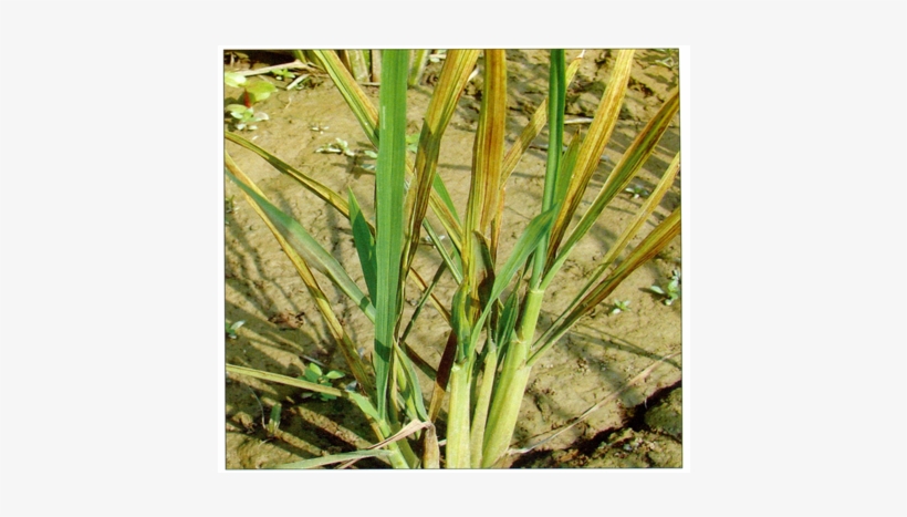 Rice Zinc3 - Zinc, transparent png #4159558