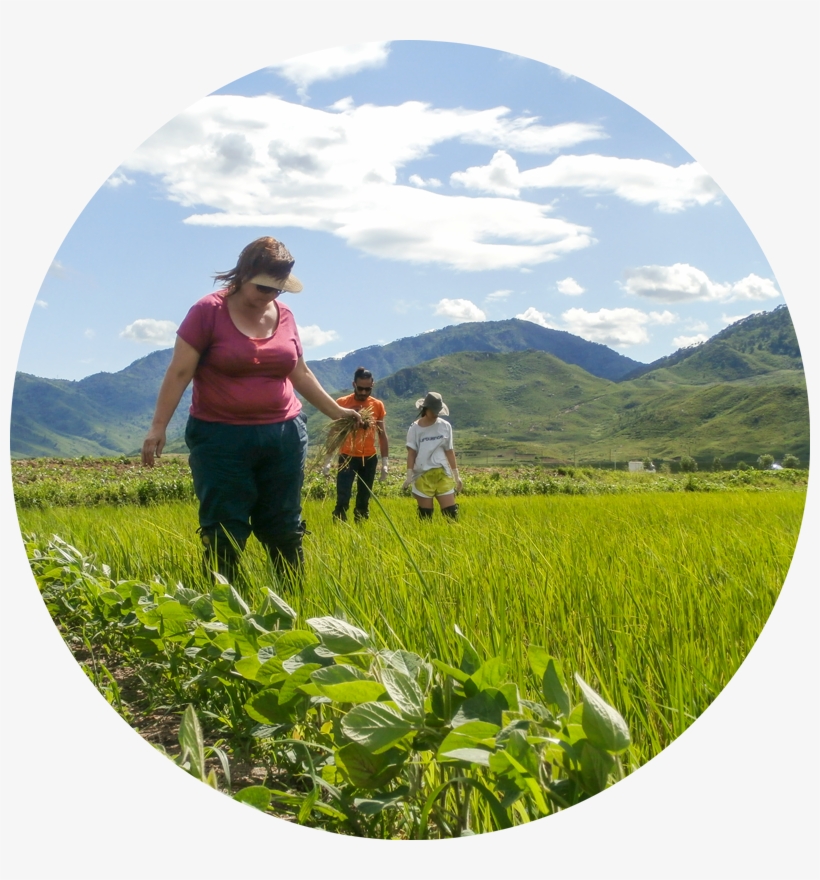 Because The Rice Planting Season Is Partly Dependent - Padang, transparent png #4159585