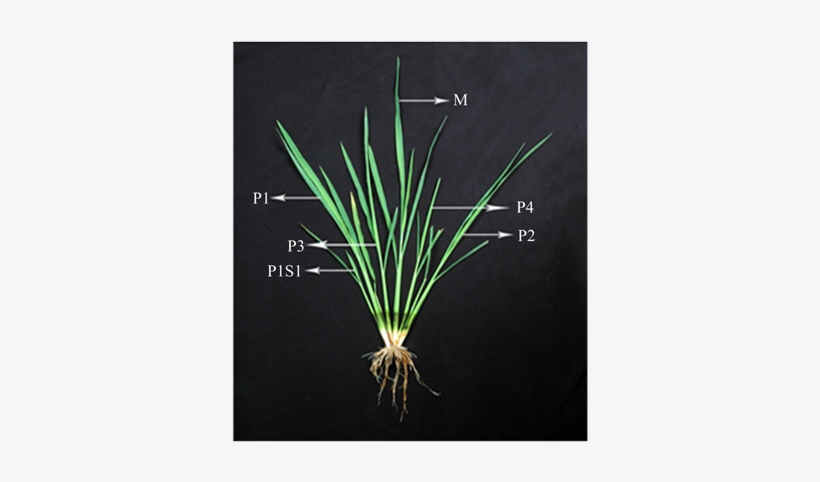 Tillering Pattern In Rice Few Days After Transplanting - Tillering Pattern In Rice, transparent png #4159761