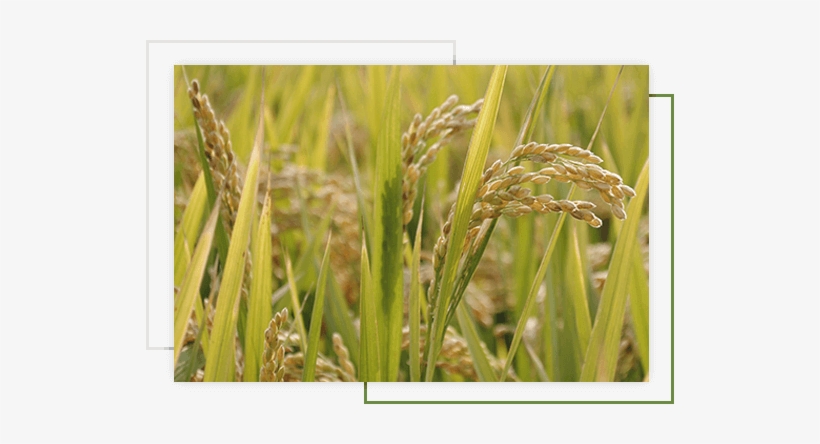 Leading Organic Basmati Rice Exporters In Pakistan - Rice, transparent png #4159765