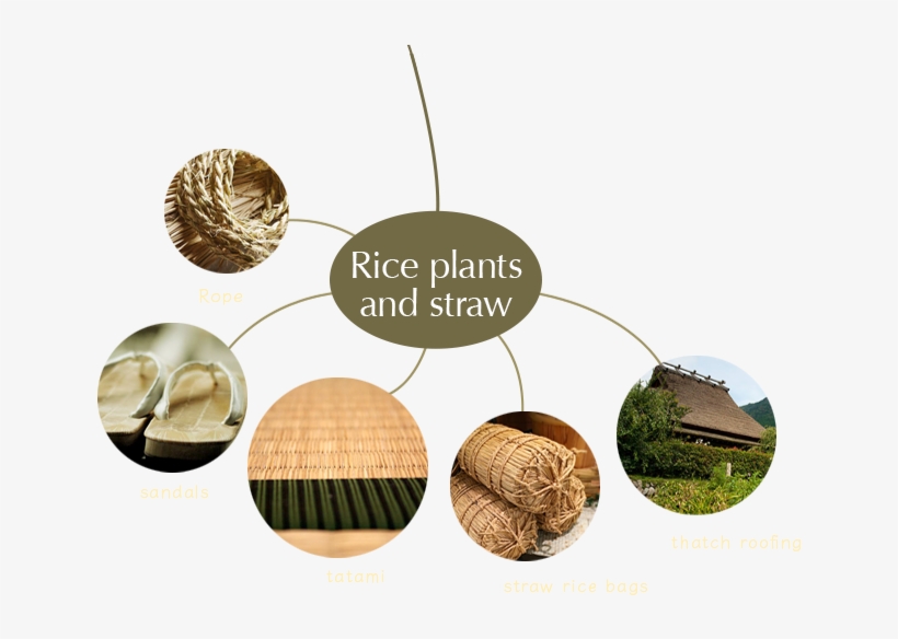 After Harvesting The Rice, The Plants Are Dried, And - Straw, transparent png #4159830
