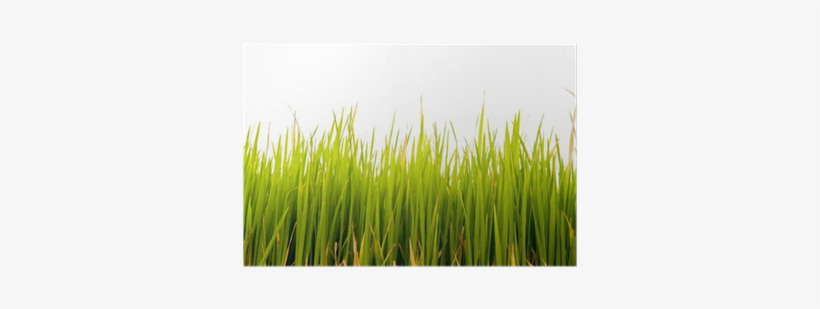 Paddy Field, transparent png #4160597