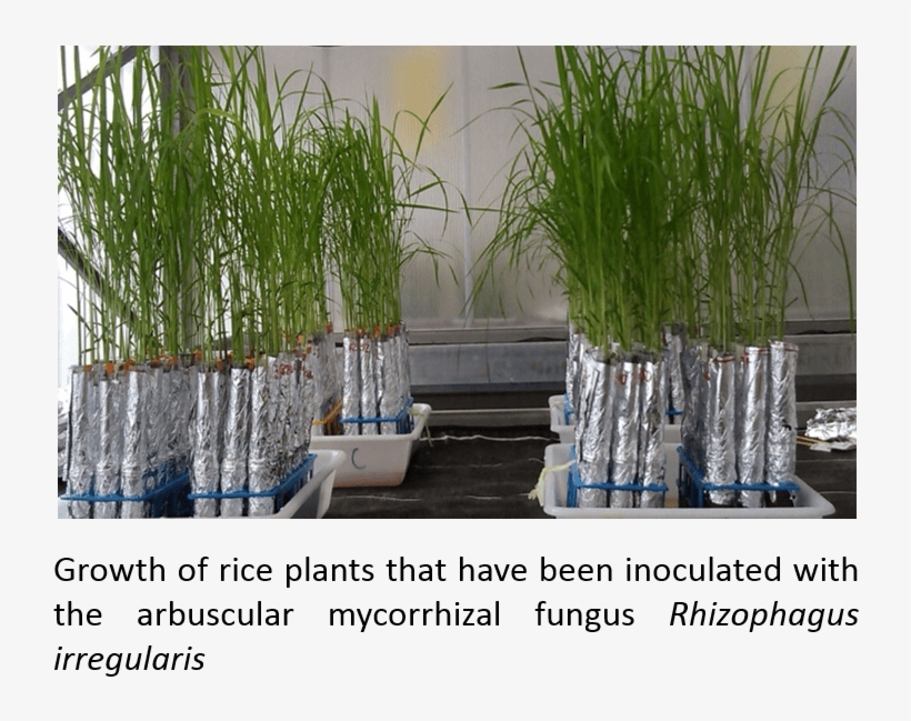 Plantsinoculatedamf Crag - Sweet Grass, transparent png #4160666