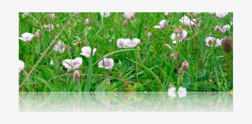 I Sell Seeds Of Many Flowers, Shrubs, Trees, Vines, - Welcome, transparent png #4161677