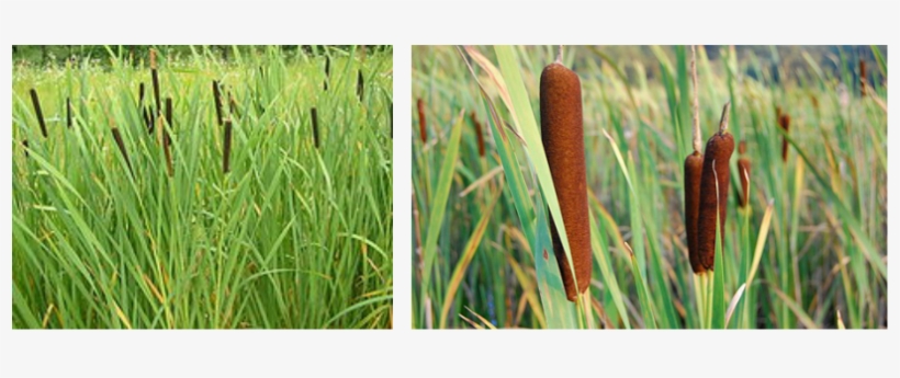 Cattails Are Often Among The First Wetland Plants To - 5 Plants That Live In The Wetlands, transparent png #4161703