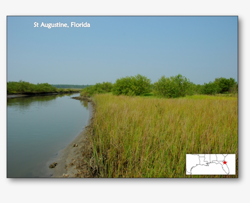Mangrove Expansion In Response To Climate Change - Florida Mangroves, transparent png #4161851
