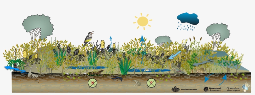 Coastal And Subcoastal Floodplain Wet Heath Swamp - Swampy Heaths, transparent png #4162038