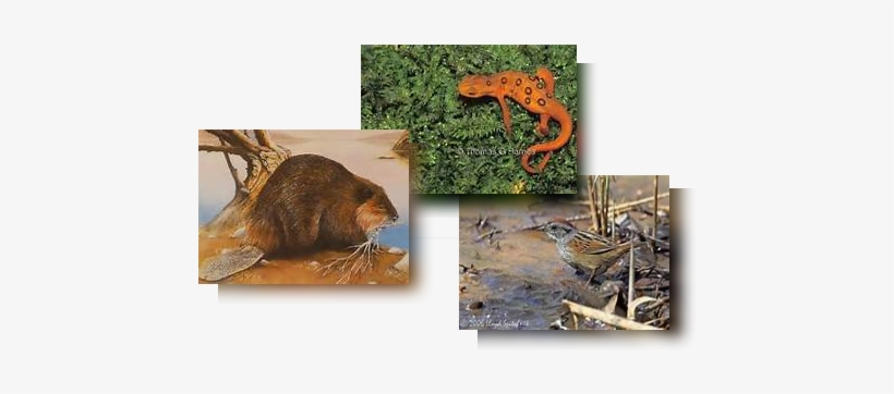 Beaver - Eastern Newt, transparent png #4162221