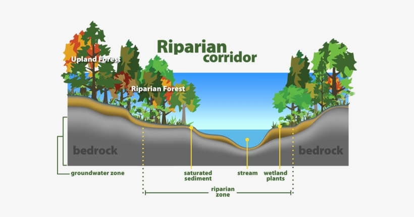 Riparian Corridor - Riparian Zone, transparent png #4162305