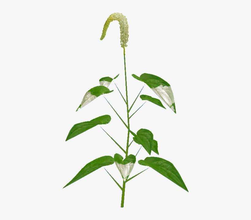 Wetlands Foliage - Houseplant, transparent png #4162340