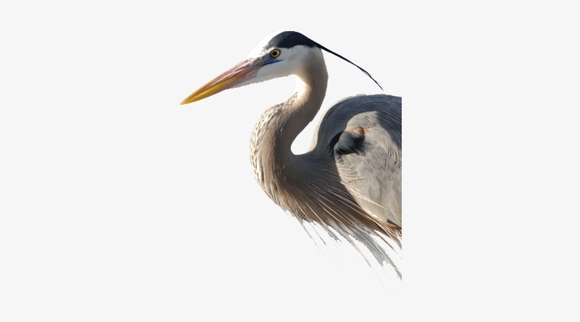 Bird Gard Electronic Bird Repellent Heron - Heron Bird Png, transparent png #4163069