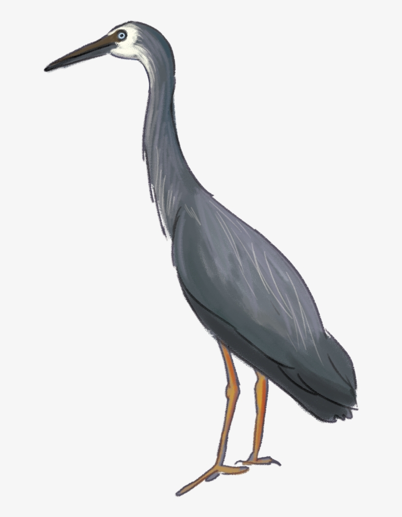 Heron Download Png Image - Drawing, transparent png #4163096