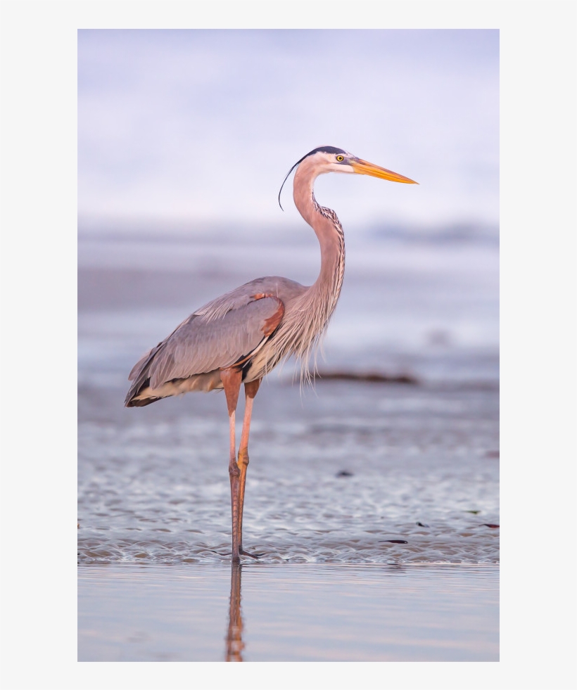 Great Blue Heron, transparent png #4163146