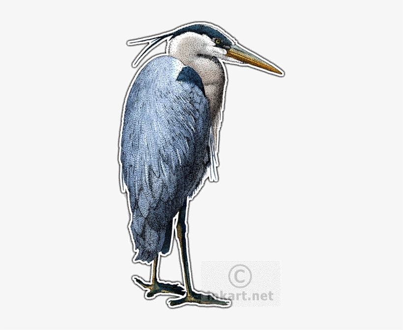Great Blue Heron Decal - Great Blue Heron Invitations, transparent png #4163251