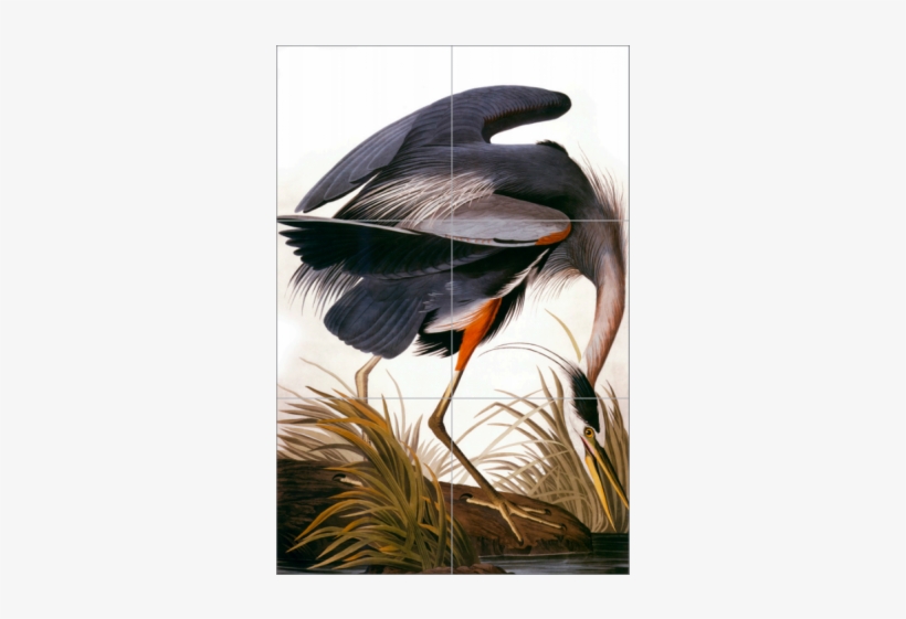 Haymarket Tiles - Blue Heron - Birds Of America John James Audubon, transparent png #4163508