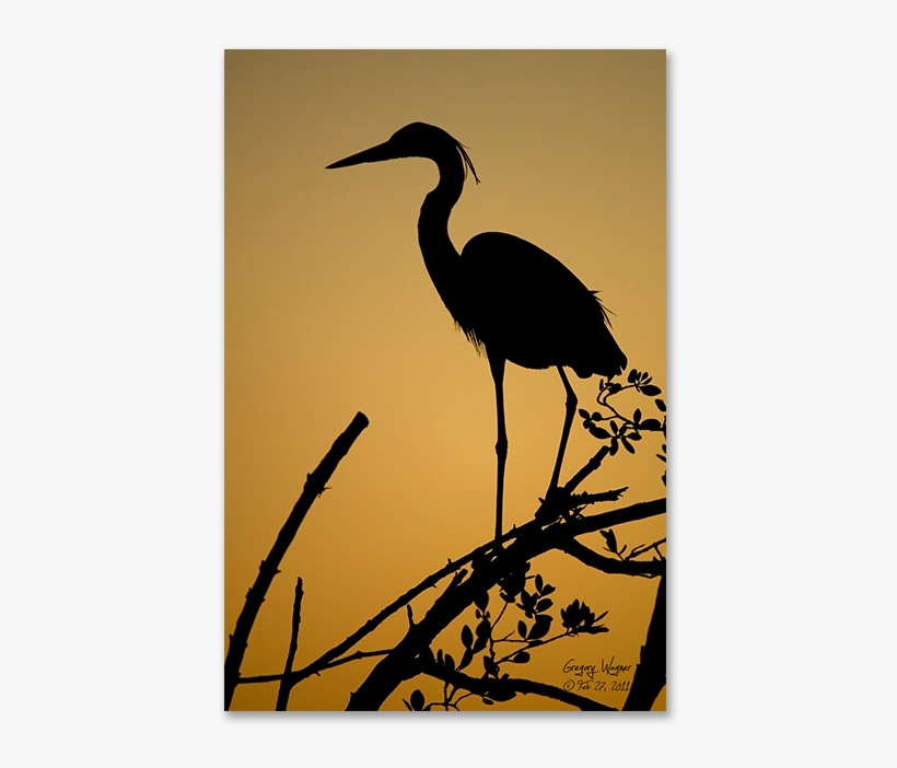 Heron Sunset Print By Wagner Photography - Photography, transparent png #4164052