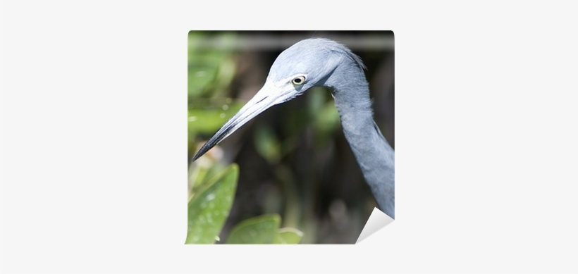 Little Blue Heron, transparent png #4164098