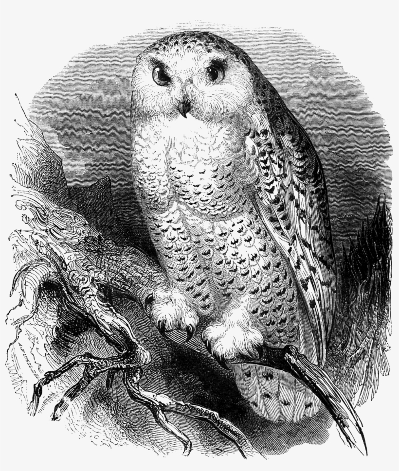 Jpg Download - Owl With Poem Throw Blanket, transparent png #4165319
