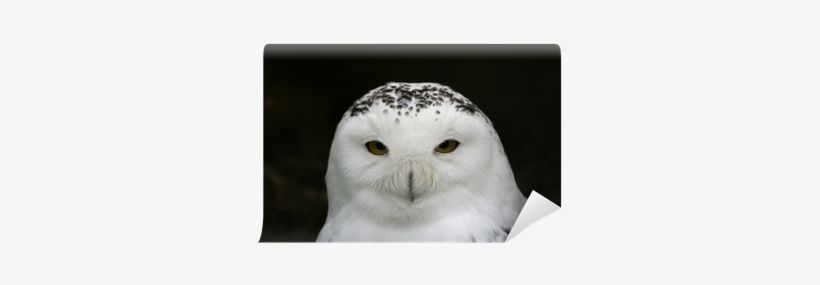Portrait, transparent png #4165546