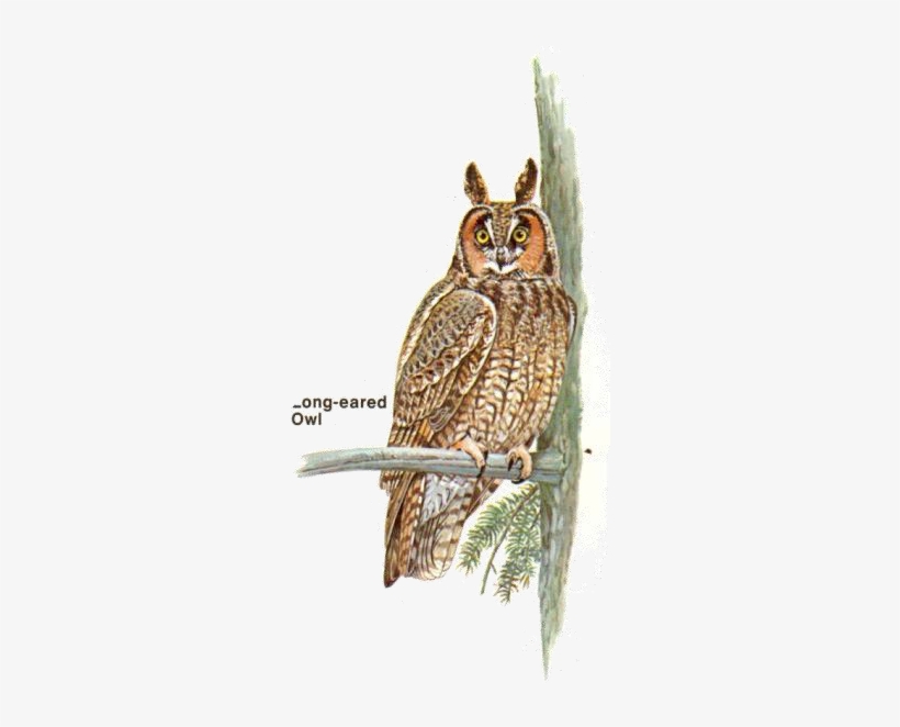 Long-earned Owl - Great Horned Owl, transparent png #4165650